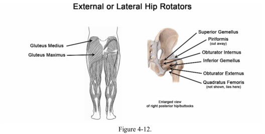 Hip Internal Rotators