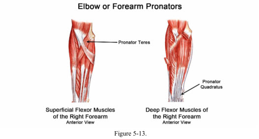 How to Hit a Baseball. The follow through. Shoulder muscles pull the